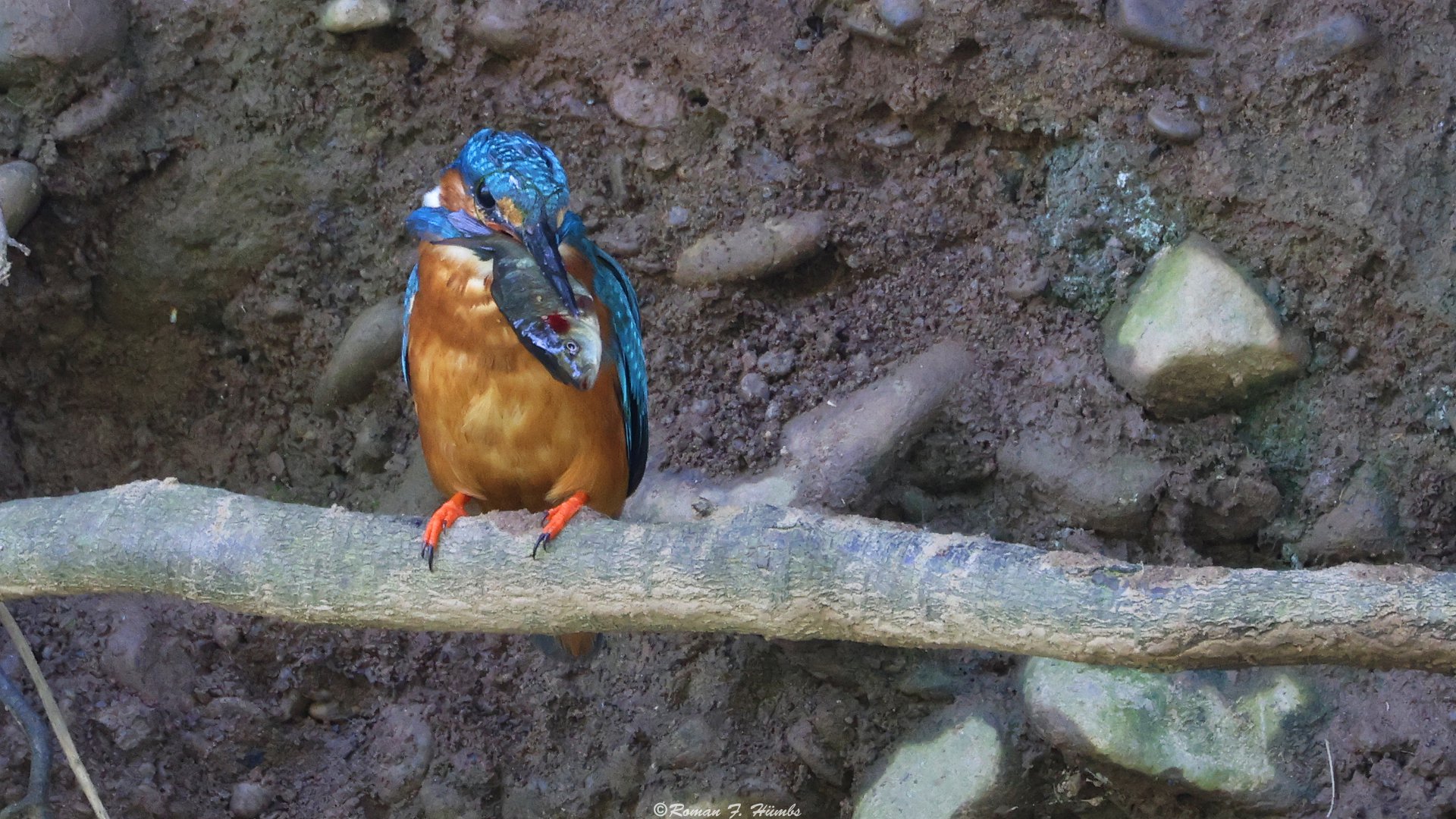 Futter für den Nachwuchs bringt Herr Eisvogel