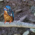 Futter für den Nachwuchs bringt Herr Eisvogel