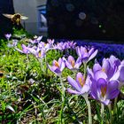 Futter für die Bienen