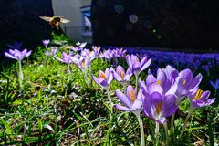 Futter für die Bienen