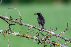 Futter für die Jungen