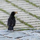 Futter für die Kinder