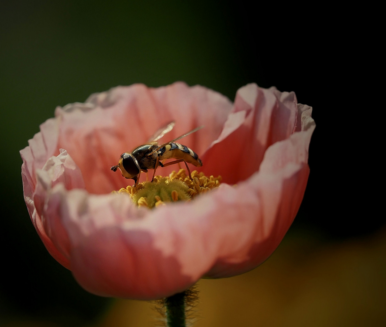 Futter für die kleine Schwebfliege...