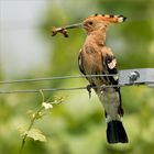 Futter für die kleinen Höpfe