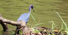 Futter für Krokodile? - Reiher