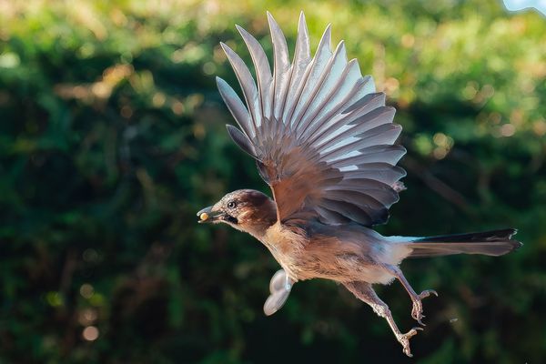 Futter gesichert, Eichelhäher