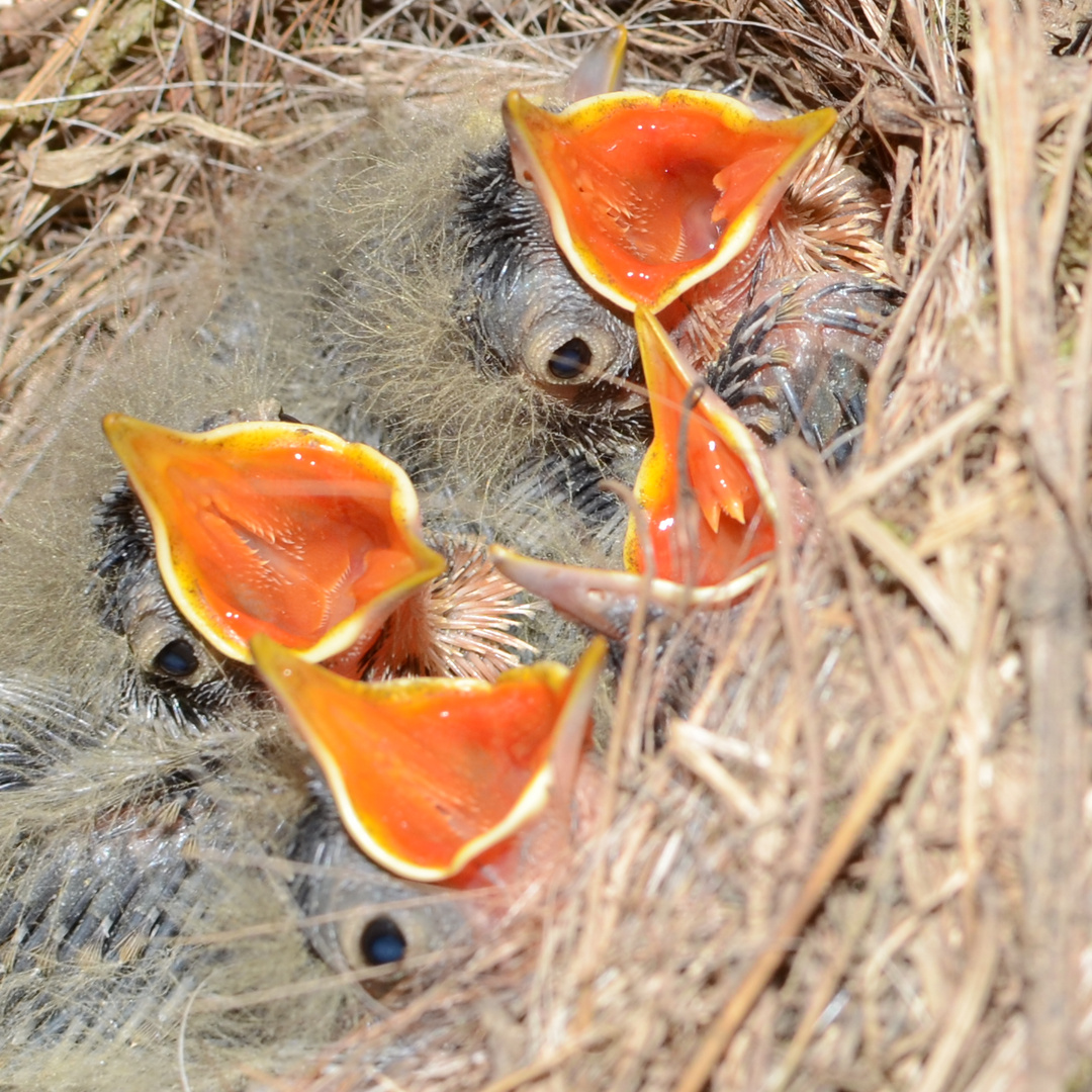 Futter im Anflug!