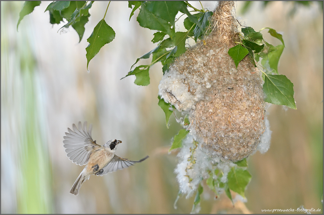 Futter im Anflug