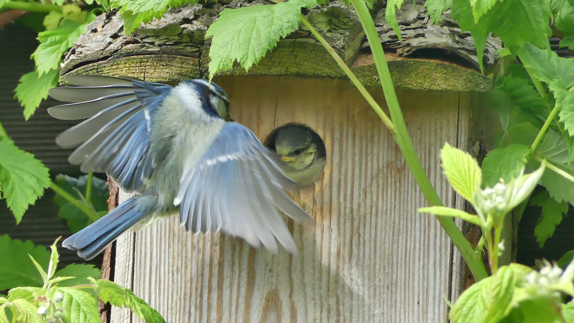 Futter im Anflug