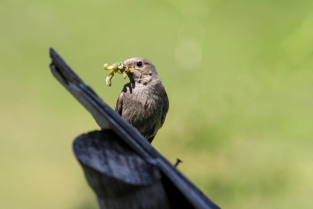 Futter im Anflug