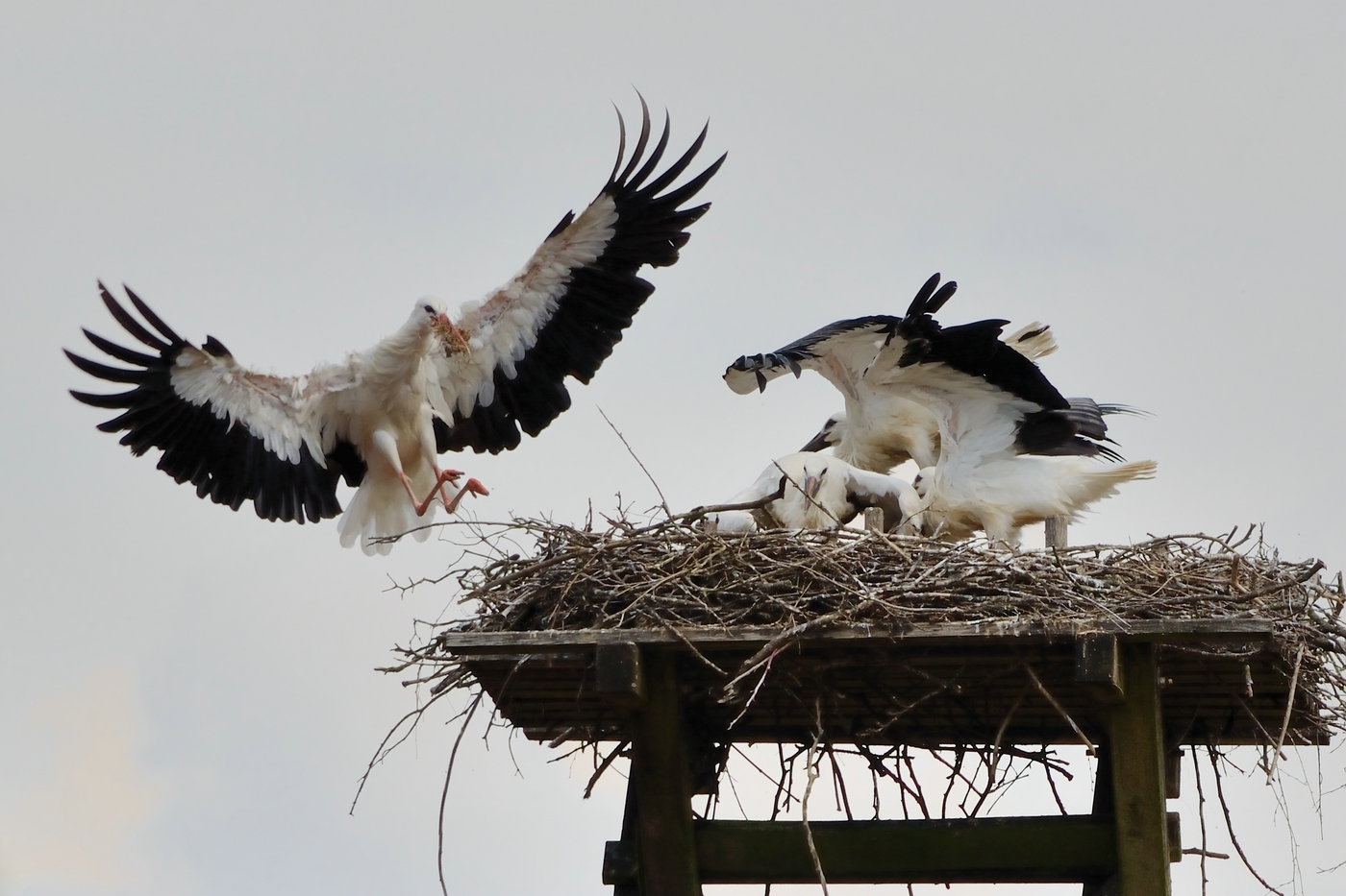 Futter im Anflug