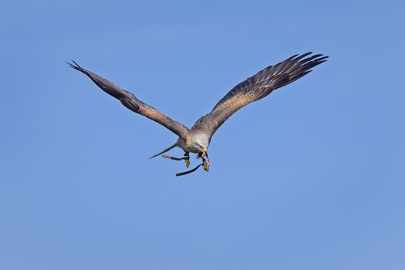 Futter im Flug