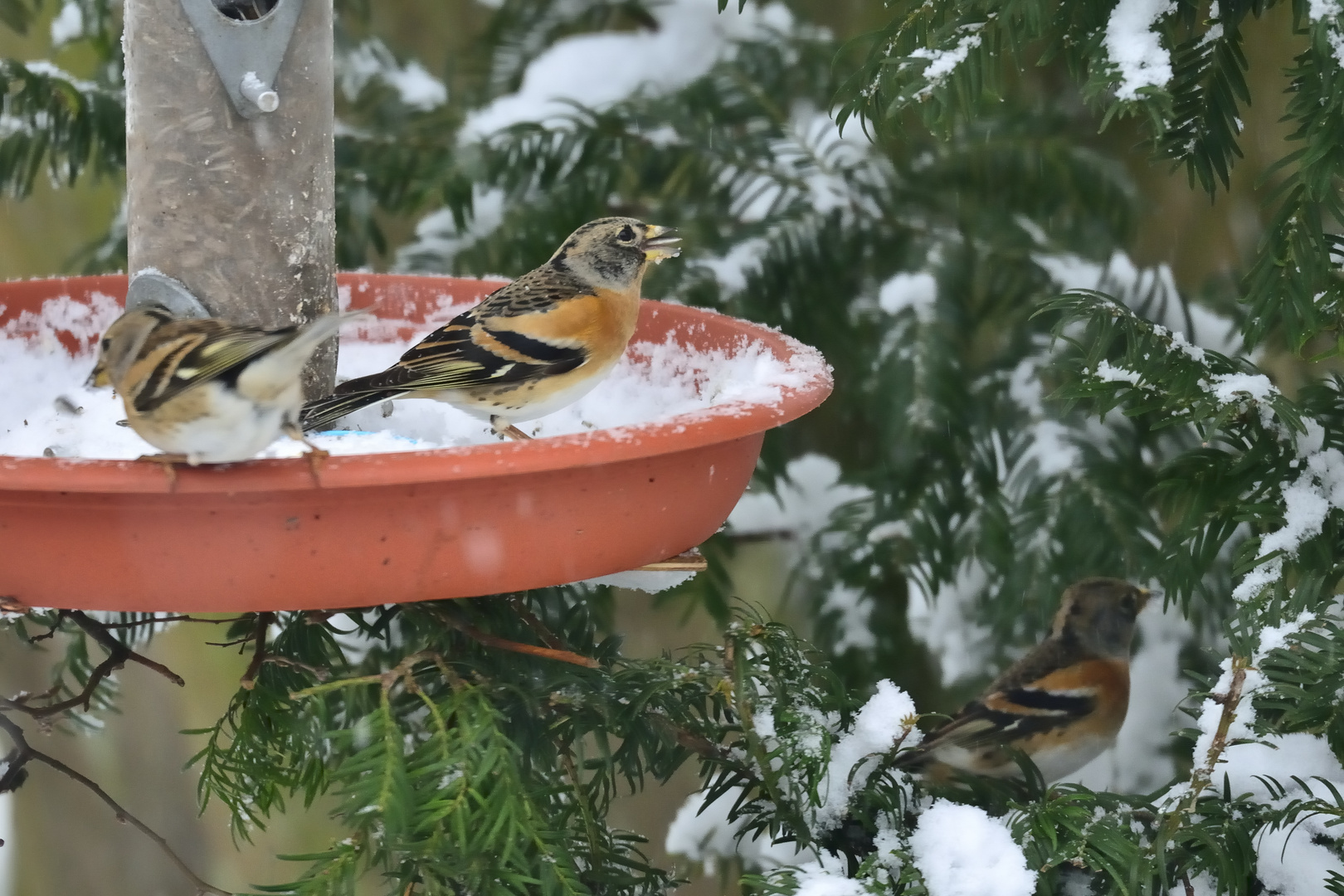 Futter im Schnee.