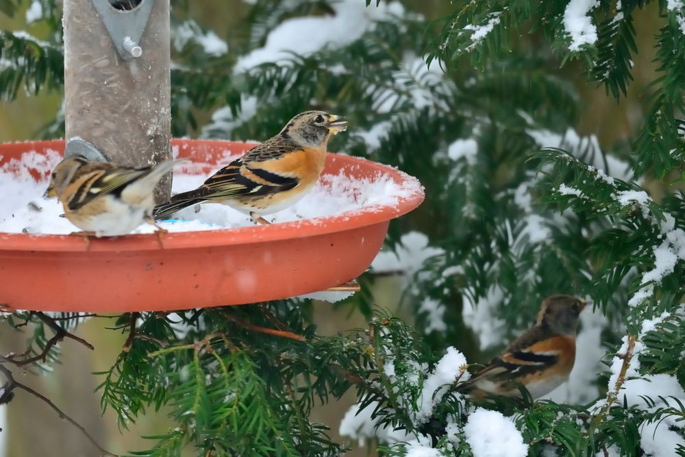 Futter im Schnee.