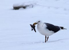 Futter im Winter ist knapp