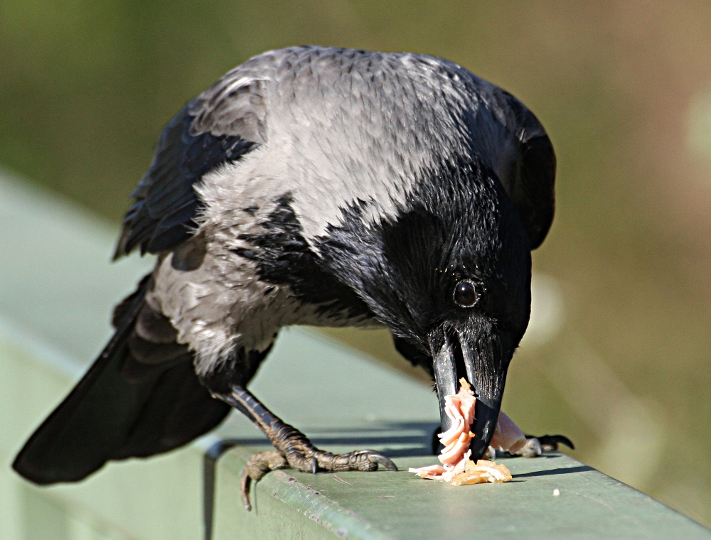 Futter sammeln