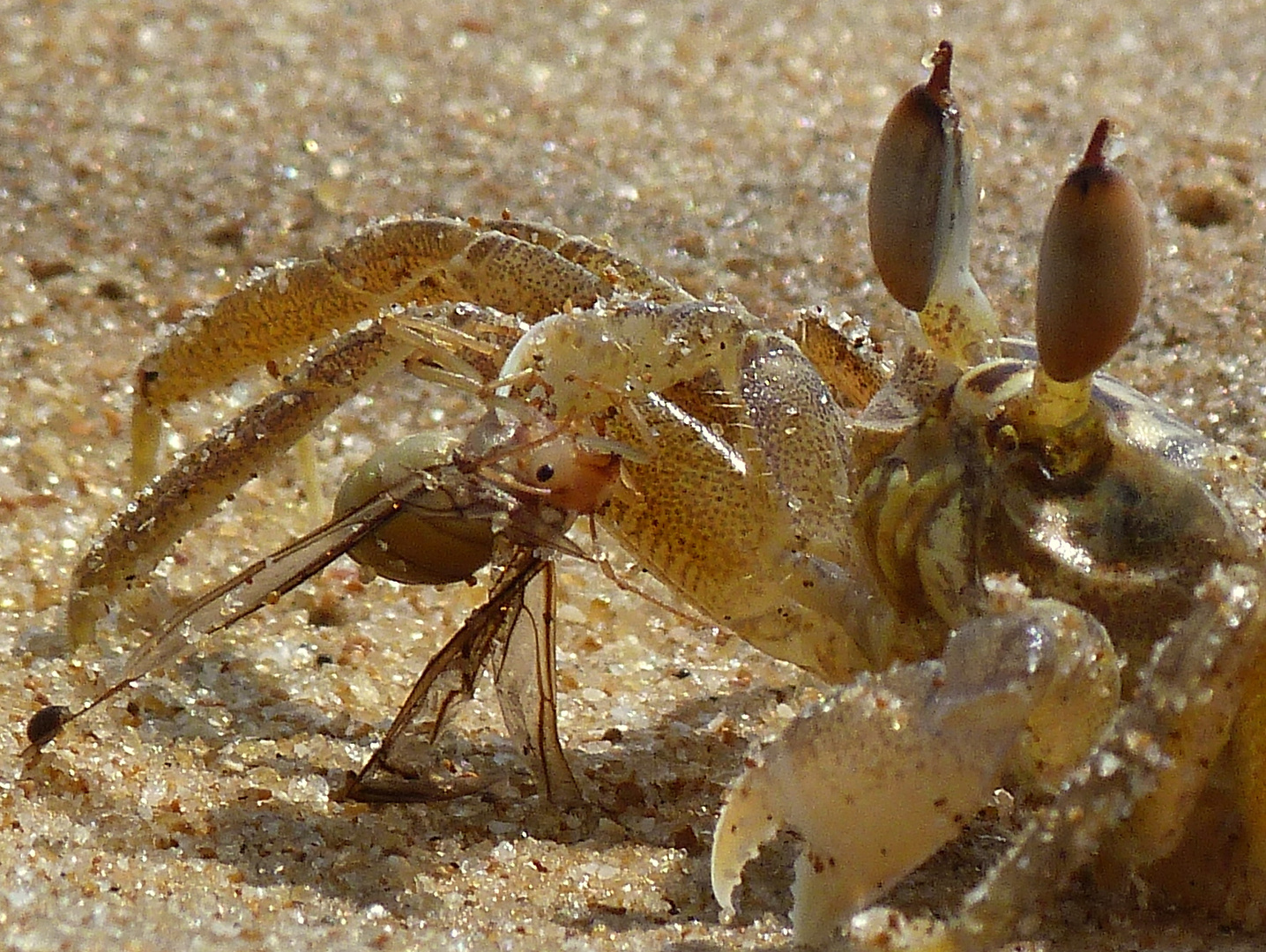 Futter sammeln - am Strand von Sri Lanka