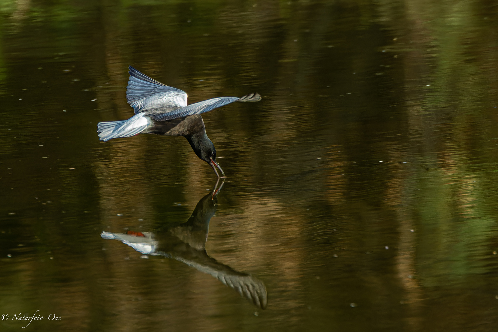 Futteraufnahme in der Spiegelung