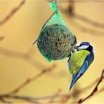 Futterbällchenmeisenfotografie