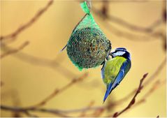 Futterbällchenmeisenfotografie