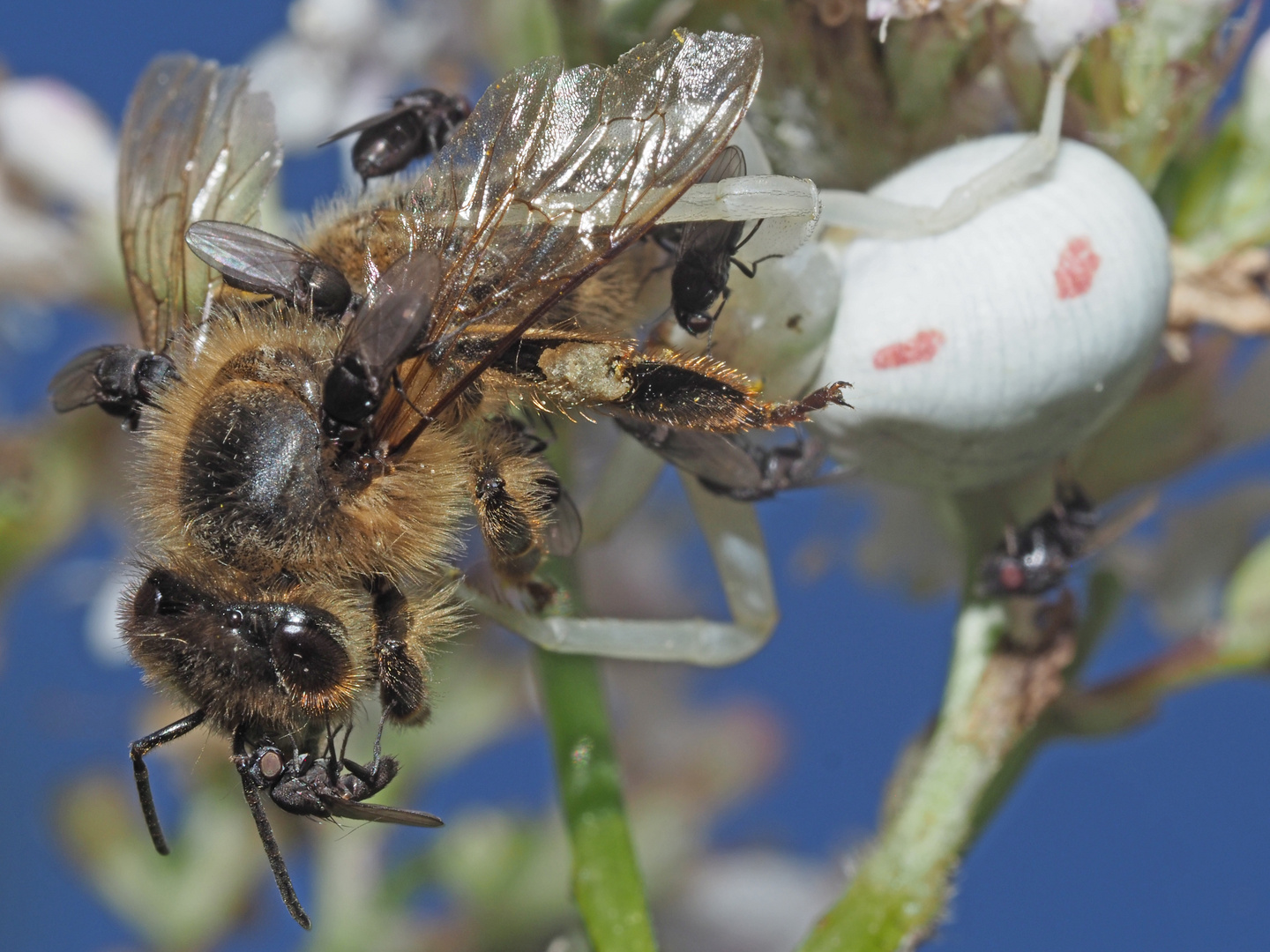 Futterdiebsfliege auf Honigbiene, Beute einer Krabbenspinne