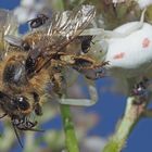 Futterdiebsfliege auf Honigbiene, Beute einer Krabbenspinne