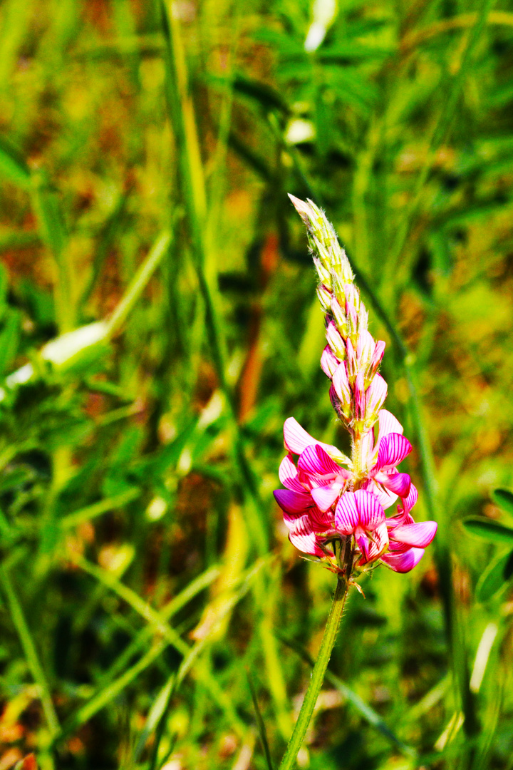 FutterEsparsette (Onobrychis vicilfolia)