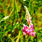 FutterEsparsette (Onobrychis vicilfolia)