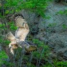 Futterflug der Uhumutter