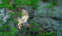 Futterflug der Uhumutter