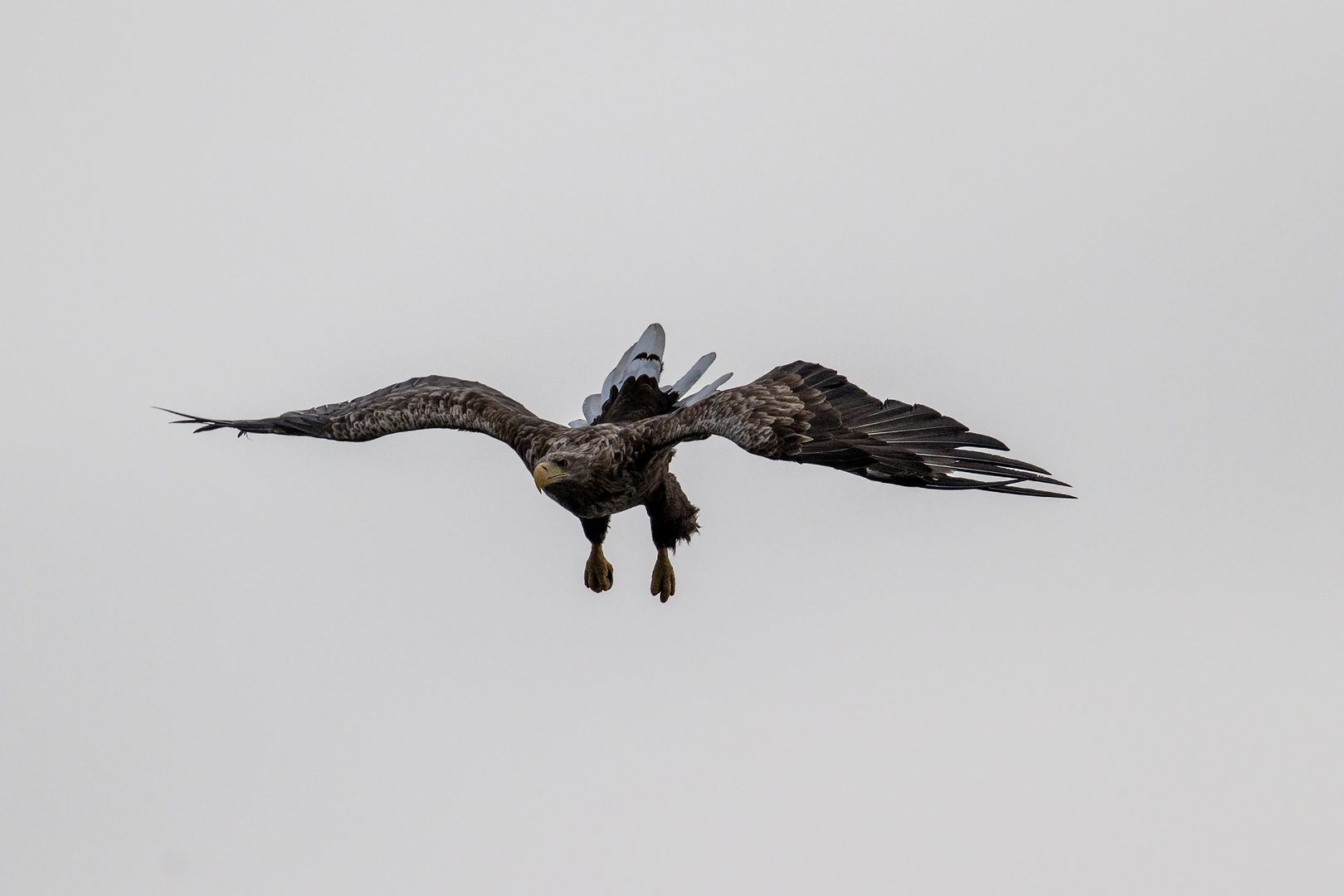 futtergreifender Seeadler