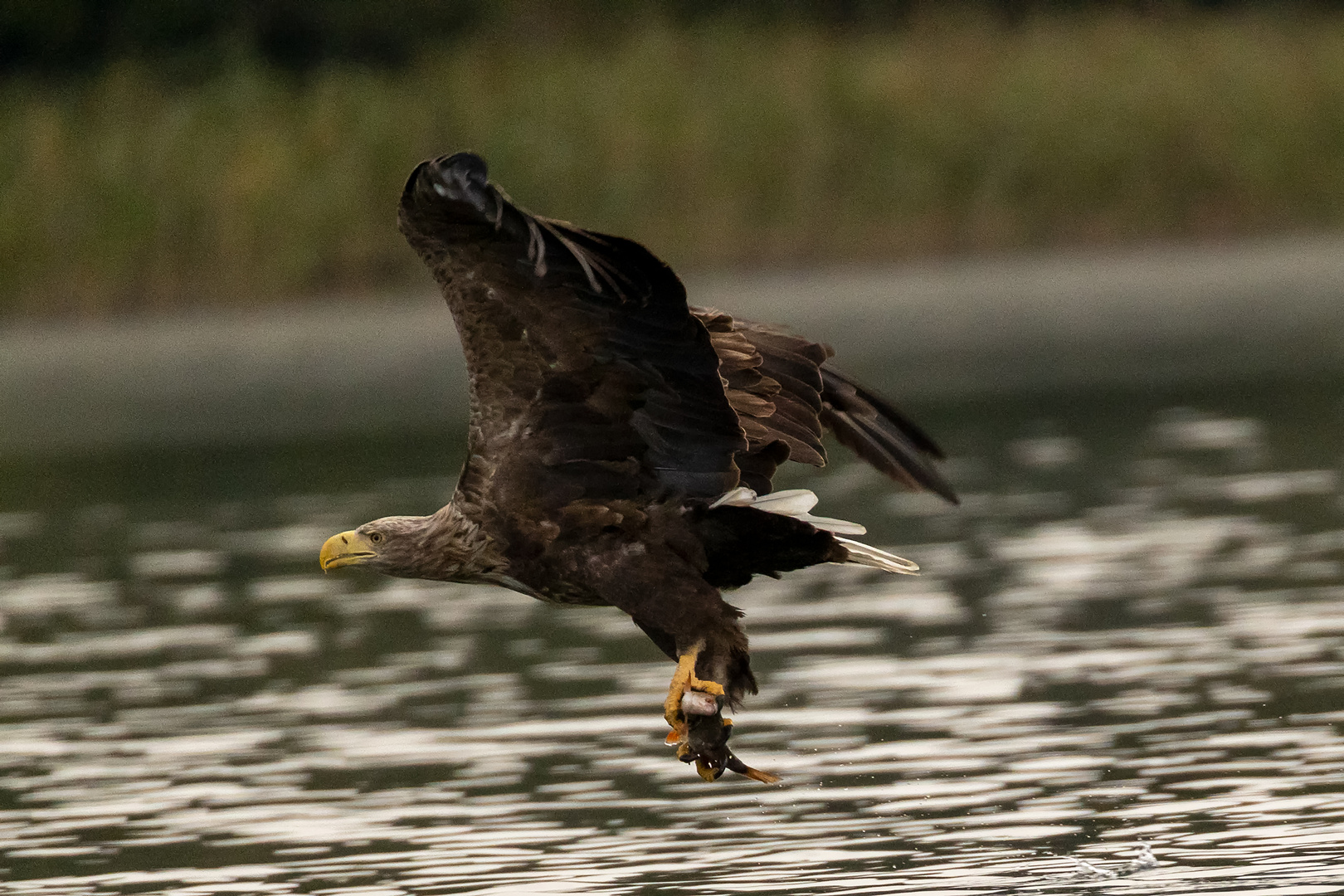 futtergreifender Seeadler