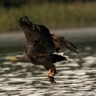 futtergreifender Seeadler