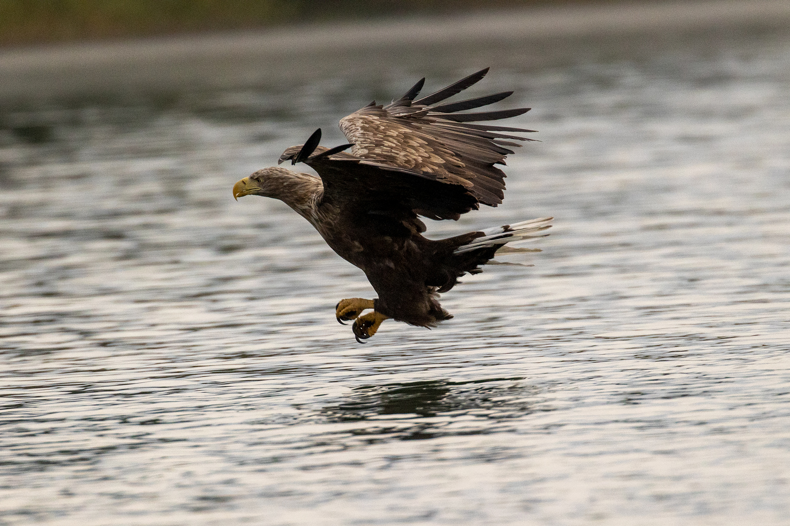 futtergreifender Seeadler