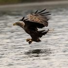 futtergreifender Seeadler