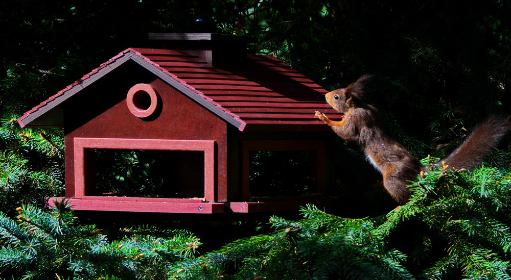 Futterhaus 3_Eichhörnchen