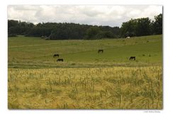 Futterlandschaft