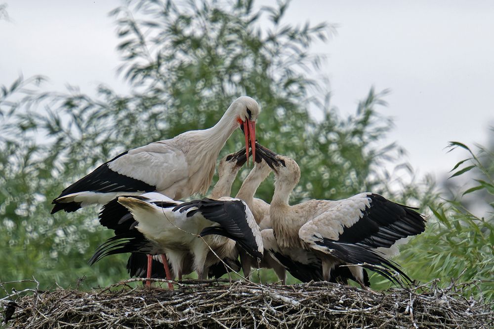 Futterlieferung