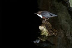 Futterlieferung für die ausgeflogenen Nestlinge