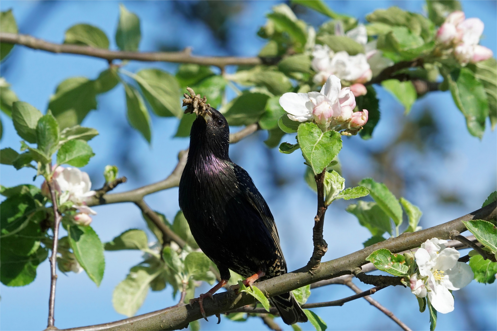 Futterlieferung im Apfelbaum - Star mit Futter - Sturnus vulgaris