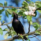 Futterlieferung im Apfelbaum - Star mit Futter - Sturnus vulgaris