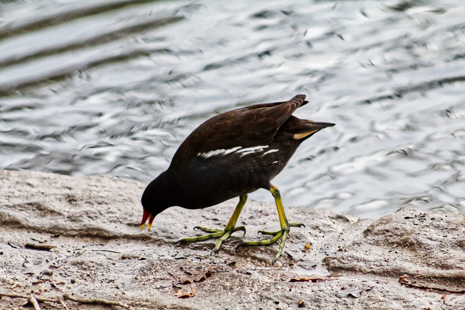 Futtern