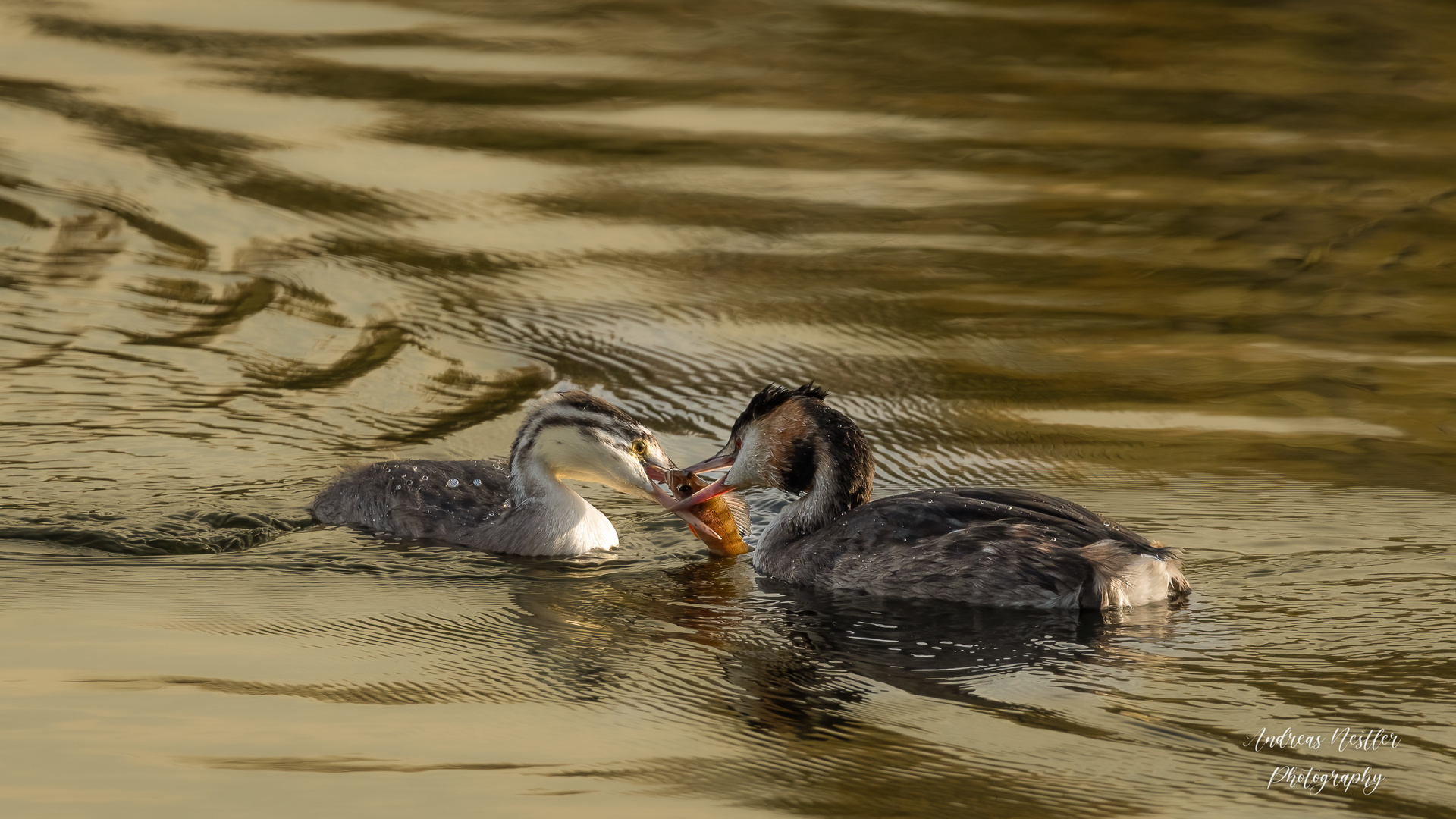 Futtern bei Muttern....