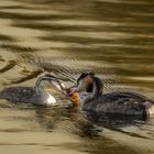 Futtern bei Muttern....