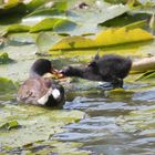 Futtern bei Muttern