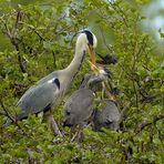 Futtern bei Muttern