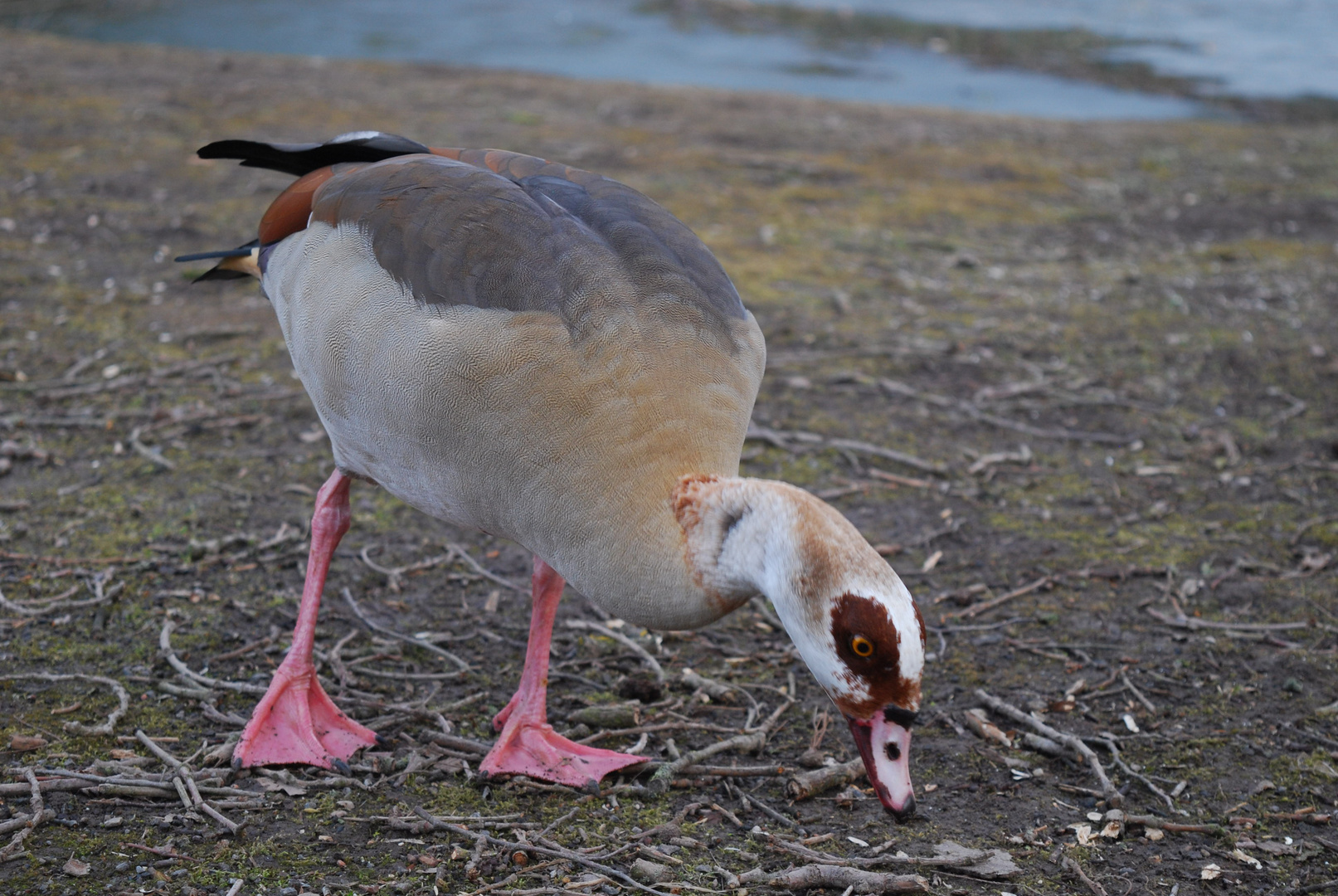 Futtern