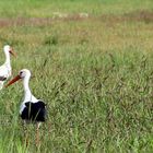 Futtern, futtern futtern, Die große Reise steht bevor...