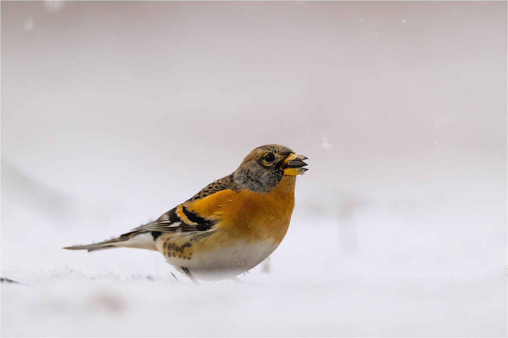 Futtern im Schnee!