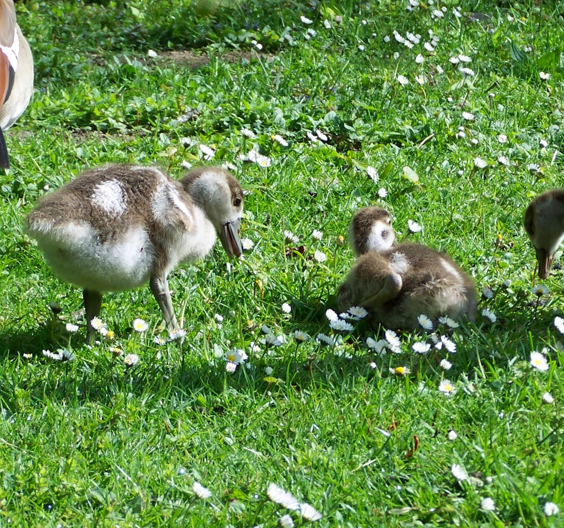 Futtern macht müde